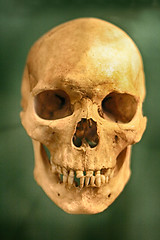 Image showing old human skull