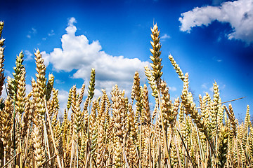 Image showing golden corn with blue sky