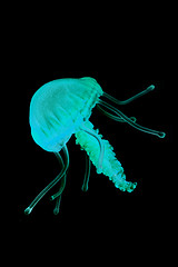 Image showing blue jellyfish isolated 