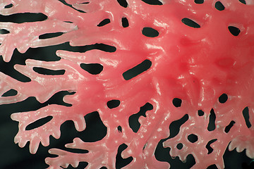 Image showing abstract redcoral  background