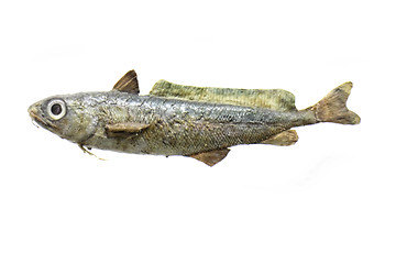 Image showing exotic sea fish 