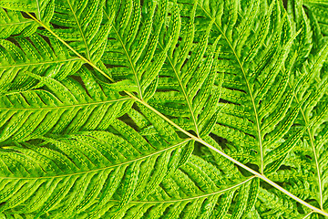 Image showing green leaf background