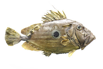 Image showing exotic sea fish 