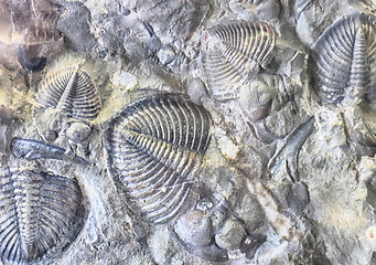 Image showing fossil trilobites backround