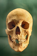 Image showing old human skull