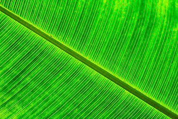 Image showing green banana leaf background