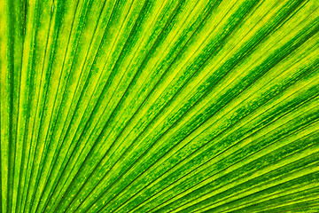 Image showing green leaf background