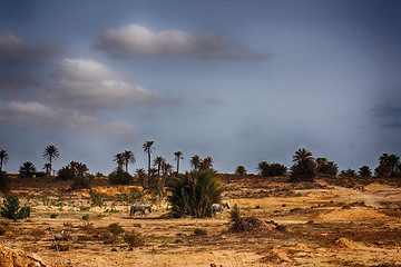 Image showing tunisia with the palms