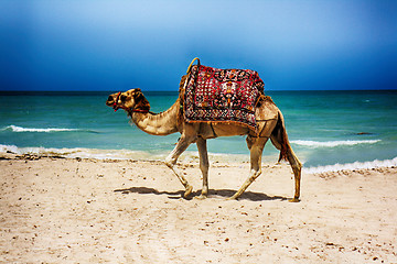 Image showing camel on the beach 