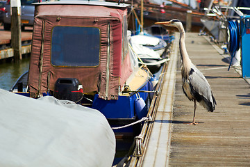 Image showing Gray heron searching for fish on a pier near boat in marina.