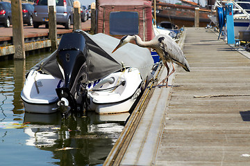 Image showing Gray heron searching for fish on a pier near boat in marina.