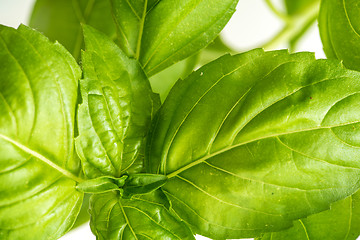 Image showing Fresh Basil Herb Leaves Closeup