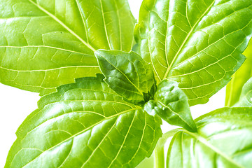 Image showing Fresh Basil Herb Leaves Closeup