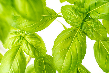 Image showing Fresh Basil Herb Leaves Closeup