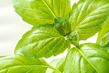 Image showing Fresh Basil Herb Leaves Closeup