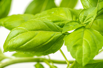 Image showing Fresh Basil Herb Leaves Closeup