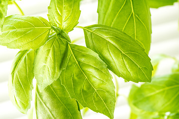 Image showing Fresh Basil Herb Leaves Closeup