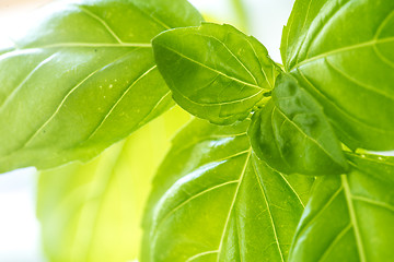 Image showing Fresh Basil Herb Leaves Closeup