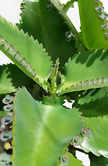 Image showing Kalanchoe daigremontiana