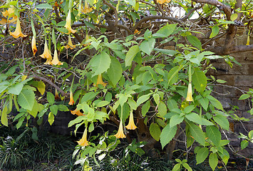 Image showing Yellow brugmansia named angels trumpet or Datura flower