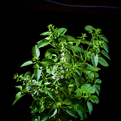 Image showing Blooming Green Basil