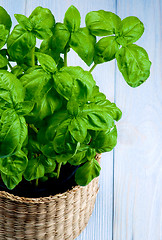 Image showing Fresh Green Basil 