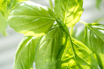 Image showing Fresh Basil Herb Leaves Closeup