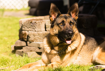 Image showing Purebred German Shepherd Dog Canine Pet Laying Down