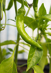 Image showing Potted Banana Pepper Plant Long Green Vegetable