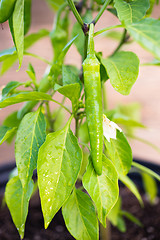 Image showing Potted Banana Pepper Plant Long Green Vegetable