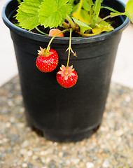 Image showing Young Potted Strawberry Plant Already Bearing Fruit