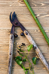 Image showing Loppers Pruning Shears Wood Planks Ivy Blackberry Vine Stalk