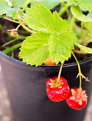 Image showing Young Potted Strawberry Plant Already Bearing Fruit