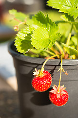 Image showing Young Potted Strawberry Plant Already Bearing Fruit