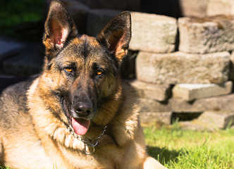 Image showing Purebred German Shepherd Dog Canine Pet Laying Down