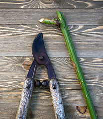 Image showing Loppers Pruning Shears Wood Planks Blackberry Vine Stalk