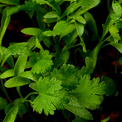 Image showing Young Leafs of Cilantro