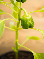 Image showing Potted Green Pepper Plant Round Food Vegetable