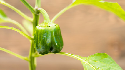 Image showing Potted Green Pepper Plant Round Food Vegetable