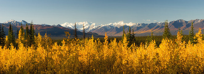 Image showing Blazing Yellow Fall Autumn Color Tress Denali Mountain Range