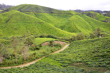 Image showing Tea plantation located in Cameron Highlands