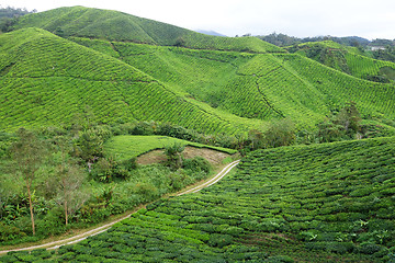 Image showing Tea Plantation in the Cameron Highlands in Malaysia