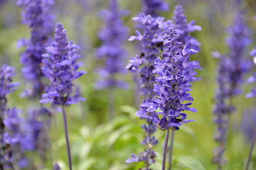 Image showing Blooming blue bugleweeds Ajuga