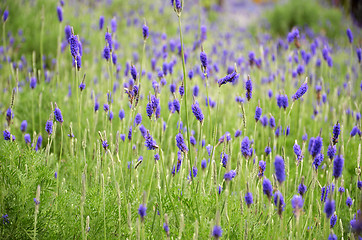 Image showing Lavender flowers in nature