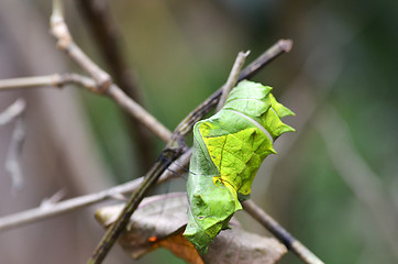 Image showing Butterfly cocoon hanging on a branch