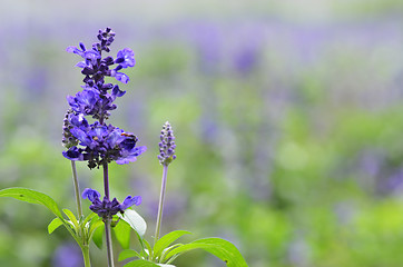 Image showing Blooming blue bugleweeds Ajuga