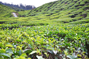 Image showing Tea Plantation in the Cameron Highlands in Malaysia