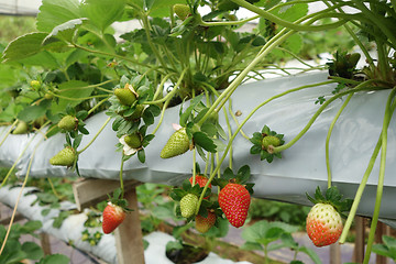 Image showing Fresh strawberries that are grown in greenhouses