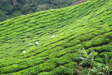 Image showing Tea Plantation in the Cameron Highlands in Malaysia