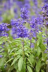 Image showing Blooming blue bugleweeds Ajuga